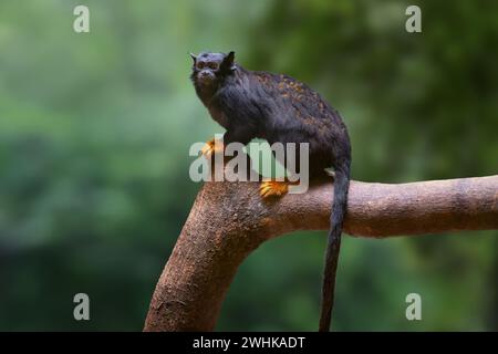 Golden-handed Tamarin monkey (Saguinus midas) Stock Photo