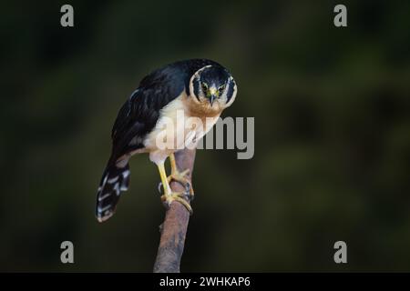 Collared Forest Falcon (Micrastur semitorquatus) - Tawny Morph Stock Photo