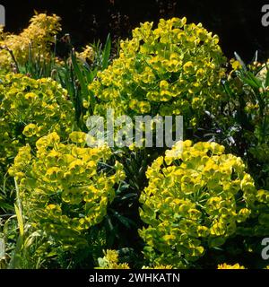 Sunlit Euphorbia characias subsp. wulfenii 'Joyce's Giant' spurge plants with large bright green heads in garden border, England, UK Stock Photo