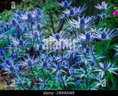 Backlit Blue Eryngium x zabelii 'Jos Eijking' sea holly thistle flowers in garden border, England, UK Stock Photo