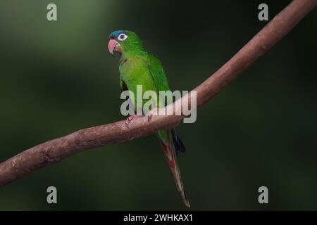Blue Crowned Parakeet bird (Thectocercus acuticaudatus) Stock Photo