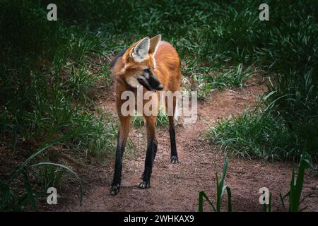 Maned Wolf (Chrysocyon brachyurus) - South America Canid Stock Photo
