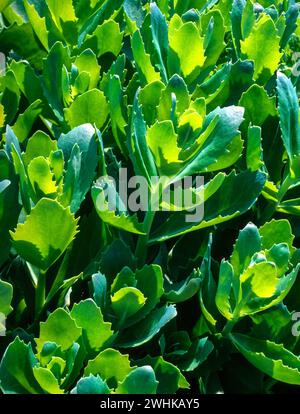 Backlit bright green succulent leaves of Sedum Spectabile 'Brilliant' (Hylotelephium spectabile 'Brilliant') Stock Photo