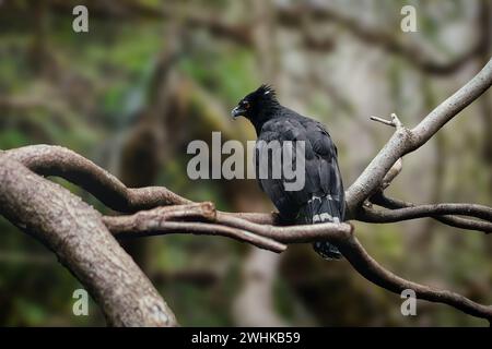 Black Hawk-eagle (Spizaetus tyrannus) Stock Photo