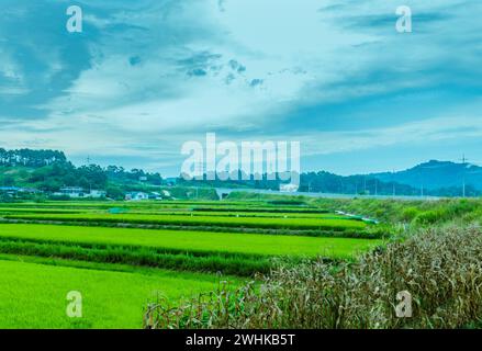 Terraced rice paddies with lush green sprouts in front of buildings in farming community under dark stormy sky in South Korea Stock Photo