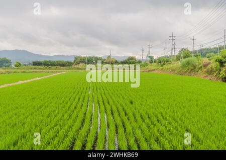 Rows of rice with beautiful green sprouts growing in a field under a cloudy sky Stock Photo