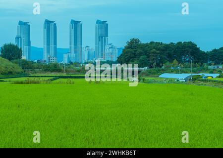 Rice paddies with lush green sprouts in front of buildings in farming community with highrise apartment buildings in background in South Korea Stock Photo