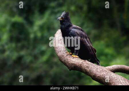 Black Hawk-eagle (Spizaetus tyrannus) Stock Photo