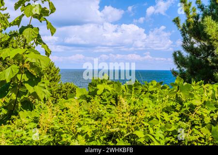 White puffy cumulus clouds floating above beautiful blue ocean on a clear summer day framed with coastal trees and vegetation Stock Photo