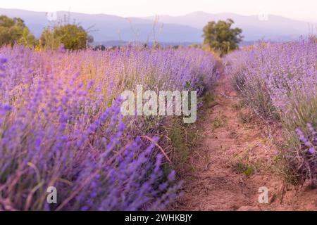 Lavender flowers field at sunset Stock Photo