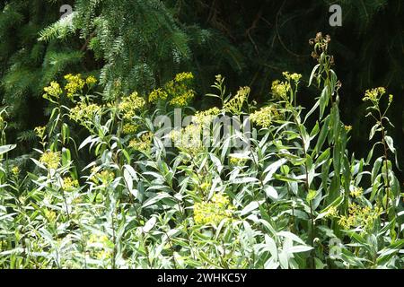 Senecio ovatus, wood ragwort Stock Photo