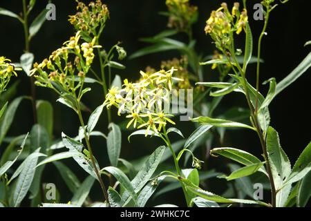 Senecio ovatus, wood ragwort Stock Photo