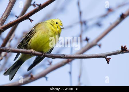 Emberiza citrinella aka yellowhammer on the tree. Lovely yellow bird.  Czech republic nature. Stock Photo