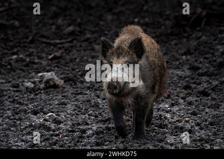 A close-up of a juvenile wild boar in a big puddle of mud, looking at camera (Sus Scrofa) Stock Photo