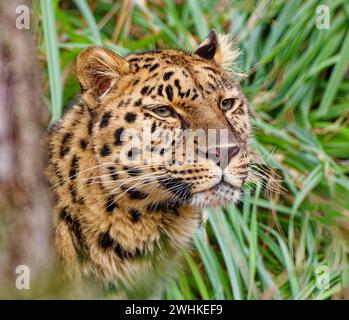 Amur leopard (Panthera pardus orientalis) Animal portrait, captive, threatened with extinction, distribution bordering Russia and China Stock Photo