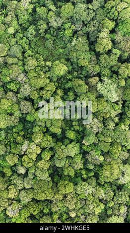 Wallpaper, aerial view, rainforest from above, Tortuguero National Park, Costa Rica Stock Photo