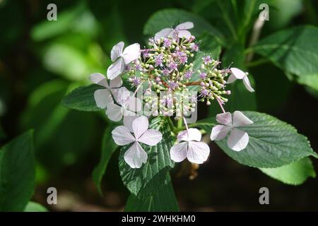 Hydrangea macrophylla f. normalis, hortensia Stock Photo