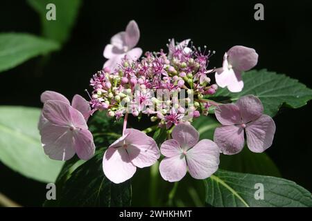 Hydrangea macrophylla f. normalis, hortensia Stock Photo