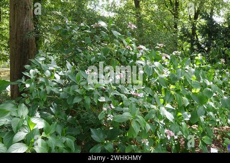 Hydrangea macrophylla f. normalis, hortensia Stock Photo