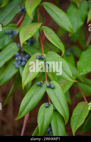 Evergreen honeysuckle (Lonicera henryi), berries, fruit, climbing plant, Schwaebisch Hall, Hohenlohe, Heilbronn-Franken, Baden-Wuerttemberg, Germany Stock Photo