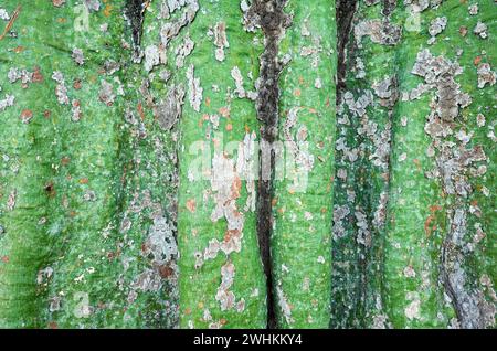 Close up photo of a tropical tree bark, abstract nature background. Stock Photo