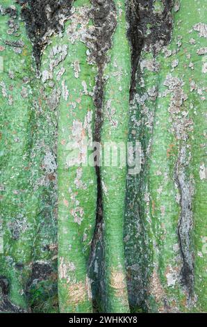 Close up photo of a tropical tree bark, abstract nature background. Stock Photo