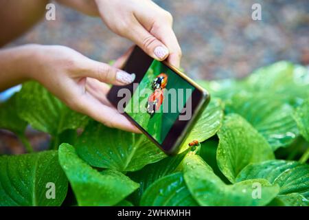 Young woman taking photo of ladybugs on a green leaf with smart phone Stock Photo