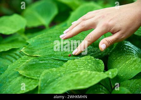 Woman touching small ladybug on green leaf by finger Stock Photo