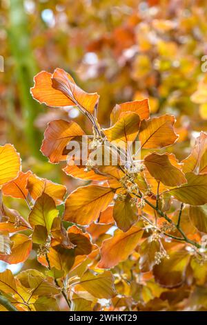 Blood Beech (Fagus sylvatica 'Atropunicea'), Federal Republic of Germany Stock Photo