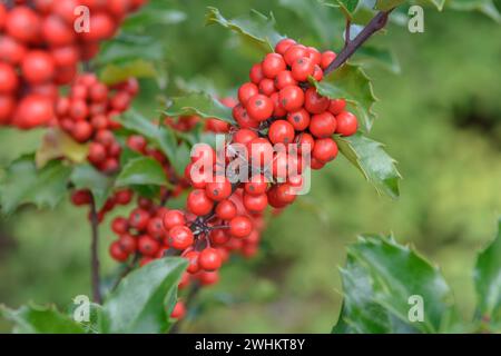 Ilex x meserveae 'Blue Princess', State Institute for Agriculture and Horticulture, Federal Republic of Germany Stock Photo