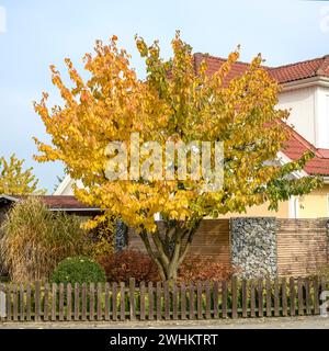 Sweet cherry (Prunus avium 'Hedelfinger Riesenkirsche'), An den Dorfwiesen, Federal Republic of Germany Stock Photo