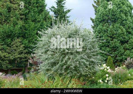 Willow-leaved pear (Pyrus salicifolia 'Pendula'), Jeddeloh nursery, Federal Republic of Germany Stock Photo