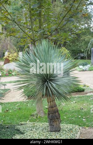 Palm lily (Yucca rostrata), BUGA 2011, Federal Republic of Germany Stock Photo