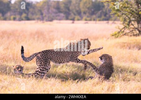 Africa, Botswana, cheetah, Acinonyx jubatus, Botswana, Botswana Stock Photo