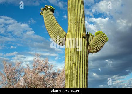 Saguaro cactus (Carnegiea gigantea) and Desert Ironwood trees (Olneya tesota) in bloom Stock Photo