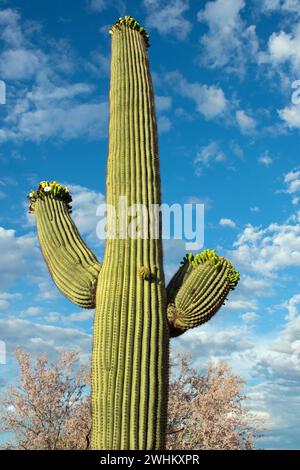 Saguaro cactus (Carnegiea gigantea) and Desert Ironwood trees (Olneya tesota) in bloom Stock Photo