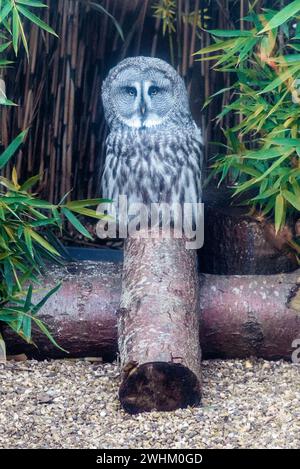 Great Grey Owl at Colchester Zoo Stock Photo