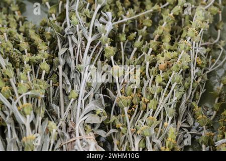 Dried ironwort also called Greek mountain tea (Sideritis Scardica) used as aromatic drink or in herbal medicine for colds and di Stock Photo