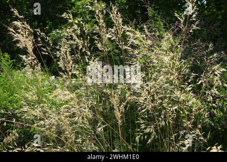 Stipa lagascae, spear grass Stock Photo