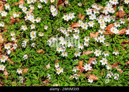 Wood anemone (Anemone nemorosa), also known windflower, European thimbleweed and smell fox. Top view Stock Photo