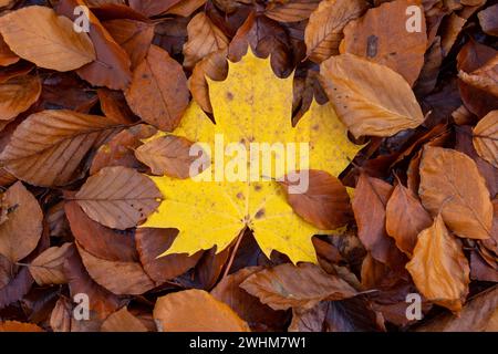 Yellow maple leaf and other brown leaves lying on the ground in autumn colors Stock Photo