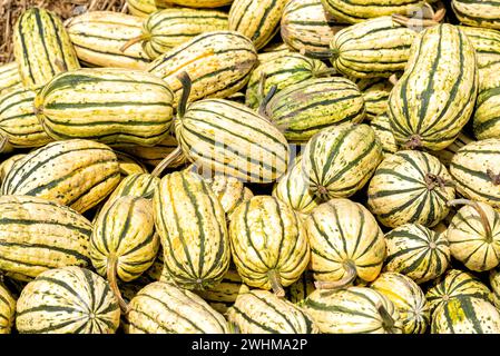 Various pumpkins in autumn in Spreewald in Germany Stock Photo