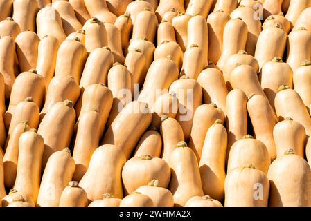 Various pumpkins in autumn in Spreewald in Germany Stock Photo