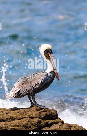 Brown pelican (Pelecanus occidentalis) Ocotal Beach, Costa Rica Stock Photo