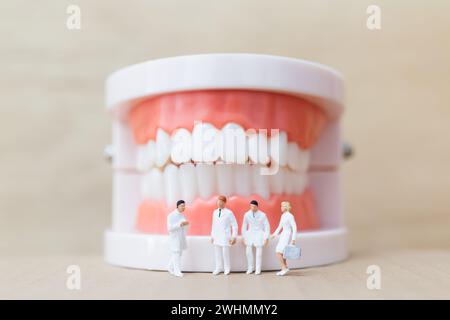 Miniature people : dentist and nurse observing and discussing about human teeth with gums and enamel Stock Photo