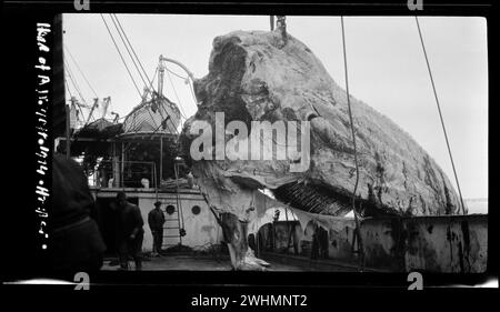 Skeleton Head of Blue whale, on deck of whaling ship.  Whaling in the Ross Sea 1924 Stock Photo