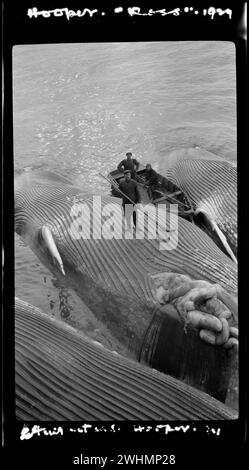 Whaling in the Ross Sea 1924.  Whaler standing on a blue whale catch Stock Photo