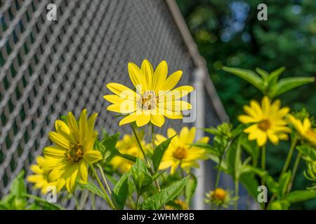 Issaquah, Washington, USA.   Giant Sunflower (Helianthus giganteus) growing next to a chainlink fence Stock Photo