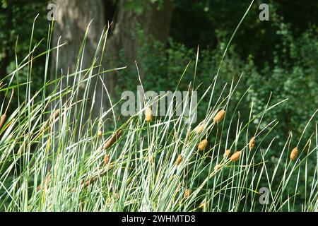Typha laxmannii, graceful cattail Stock Photo