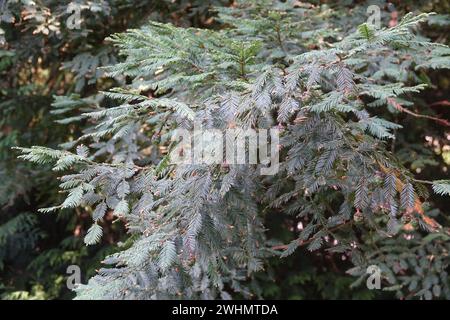 Sequoia sempervirens, coast redwood Stock Photo